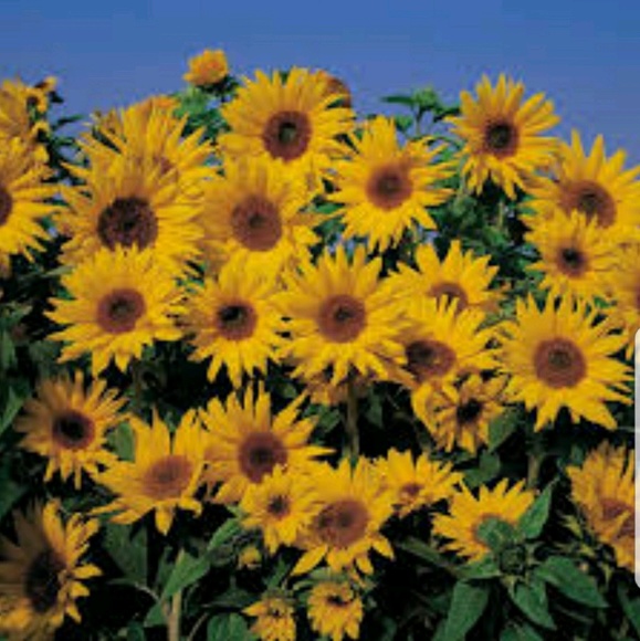 Ks_sunflowers' Closet (ks_sunflowers) Poshmark